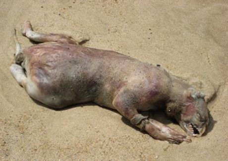 U mostru, o lonzu, di Montauk. U mostru, o lonzu, di Montauk.