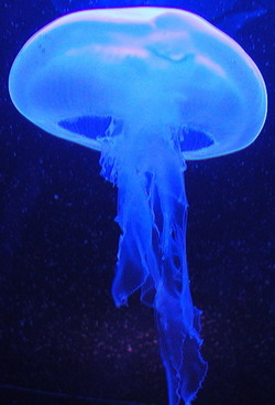 Troppu potte marine ? Manghjatele ! Troppu potte marine ? Manghjatele !