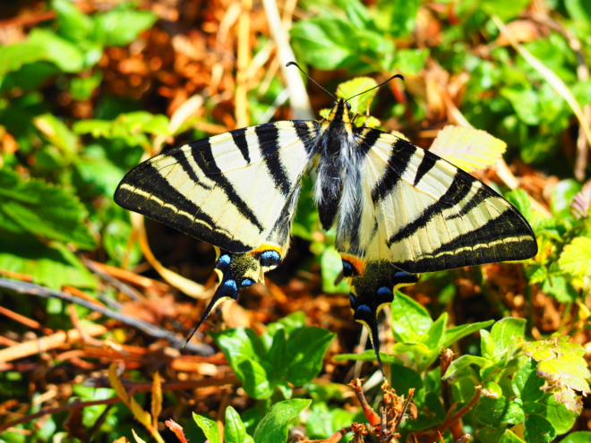 È voi, cume u chjamate u “papillon” ?