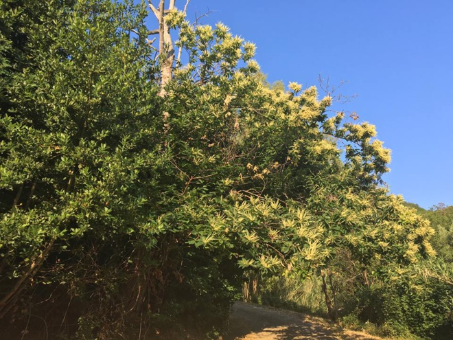 È dicenu chì Lupinu hè goffu... È dicenu chì Lupinu hè goffu...