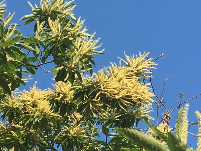 È dicenu chì Lupinu hè goffu... È dicenu chì Lupinu hè goffu...