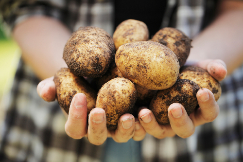 Perchè dumane seremu tutti agricultori