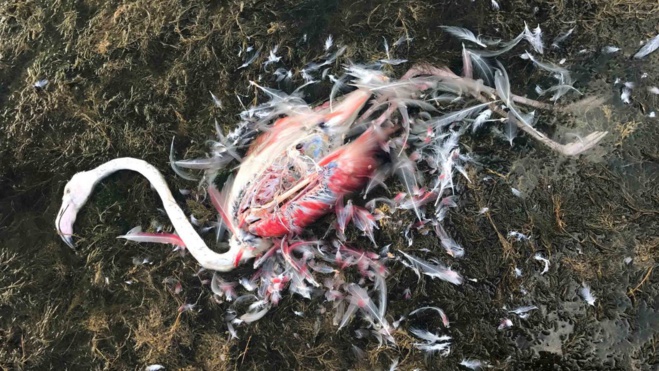 U premiu Nobel di a cunneria stà in Corsica U premiu Nobel di a cunneria stà in Corsica