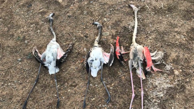 U premiu Nobel di a cunneria stà in Corsica U premiu Nobel di a cunneria stà in Corsica