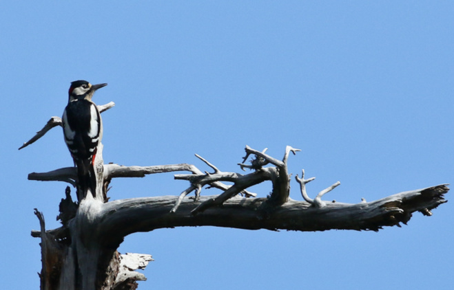 Veranu silenziosu : ma induve sò passati l'acelli ? Veranu silenziosu : ma induve sò passati l'acelli ?