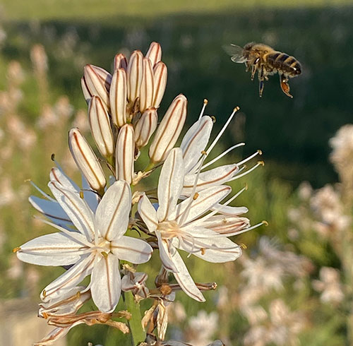 I fiori chì piacenu à l'ape