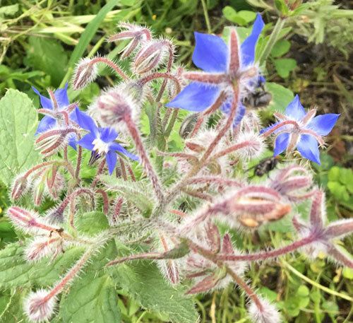 I fiori chì piacenu à l'ape