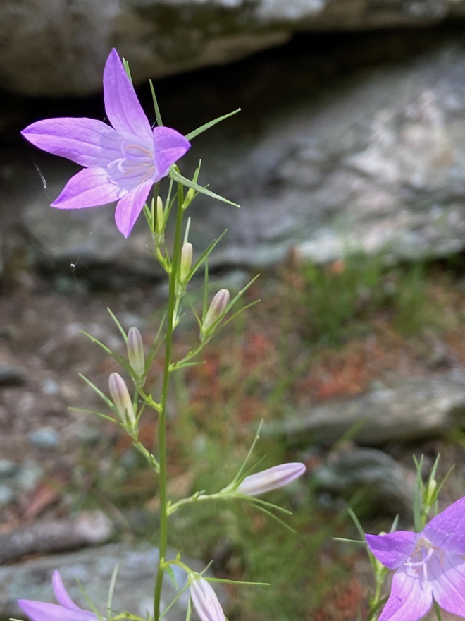 I fiori chì piacenu à l'ape