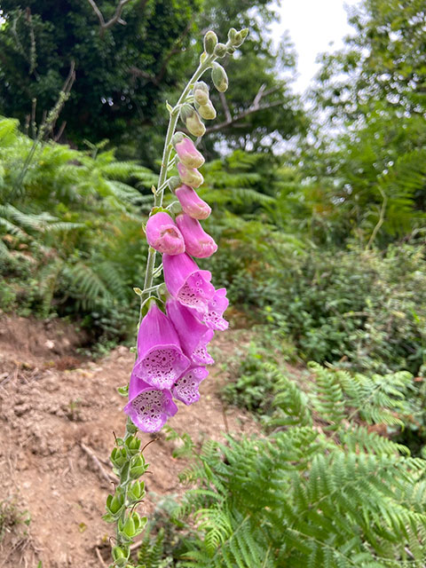 I fiori chì piacenu à l'ape