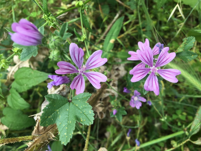 I fiori chì piacenu à l'ape