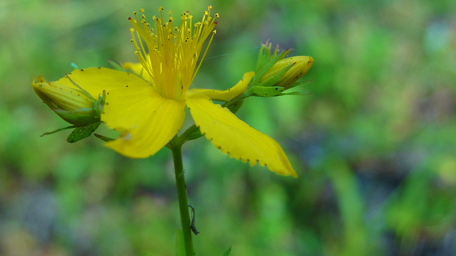 I fiori chì piacenu à l'ape