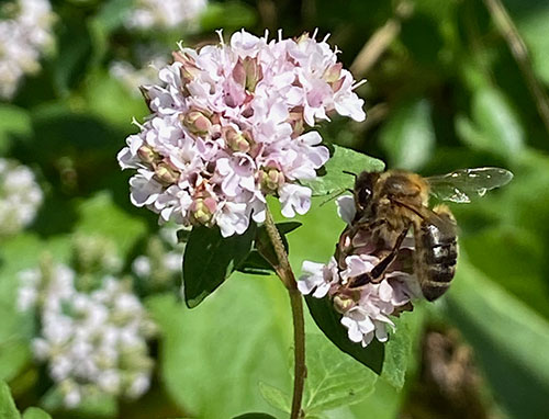 I fiori chì piacenu à l'ape