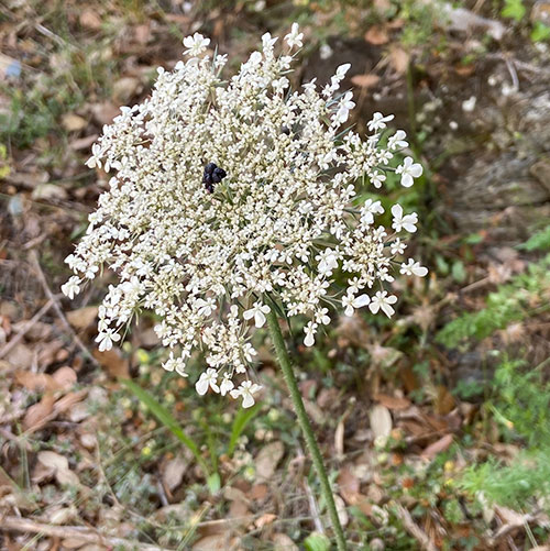 I fiori chì piacenu à l'ape