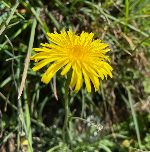 I fiori chì piacenu à l'ape