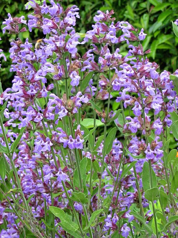 I fiori chì piacenu à l'ape