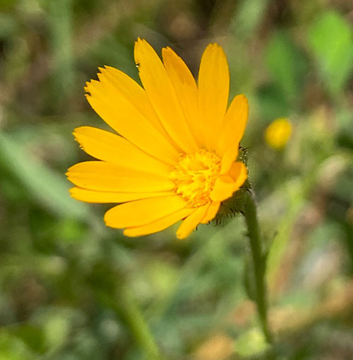 I fiori chì piacenu à l'ape