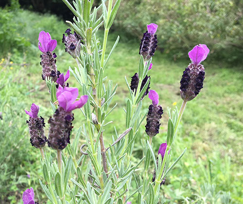 I fiori chì piacenu à l'ape