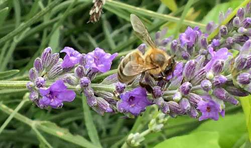 I fiori chì piacenu à l'ape