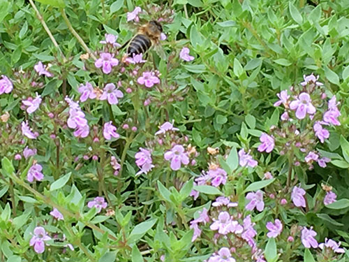 I fiori chì piacenu à l'ape