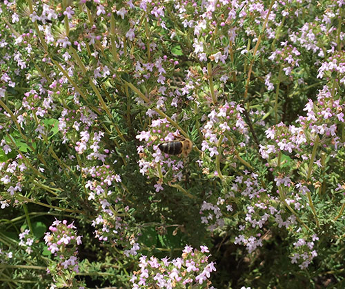 I fiori chì piacenu à l'ape