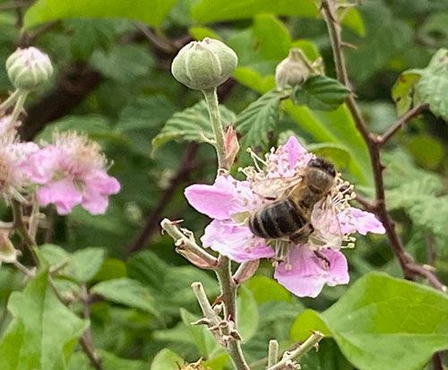 I fiori chì piacenu à l'ape