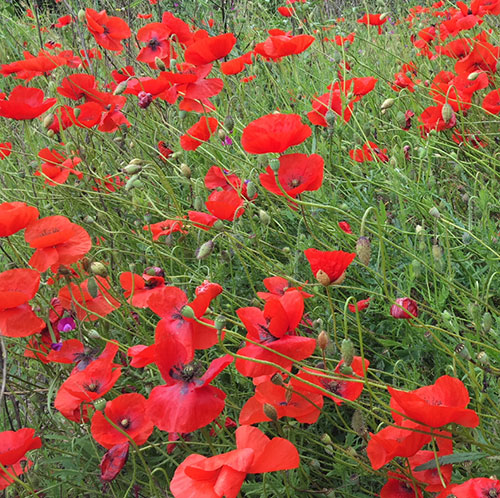 I fiori chì piacenu à l'ape