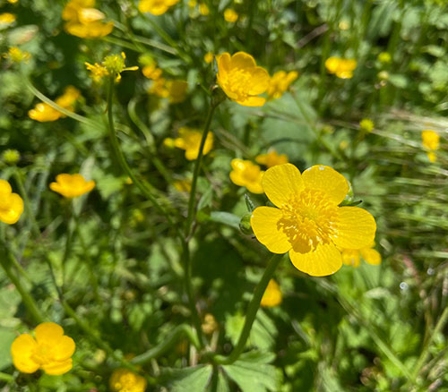 I fiori chì piacenu à l'ape