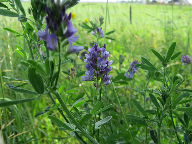 I fiori chì piacenu à l'ape