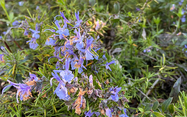 I fiori chì piacenu à l'ape