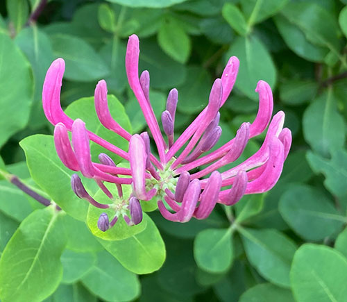 I fiori chì piacenu à l'ape