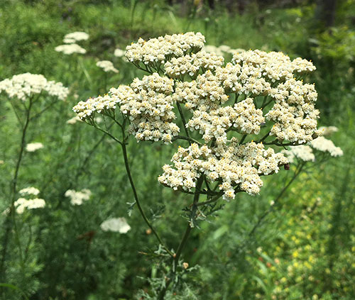 I fiori chì piacenu à l'ape