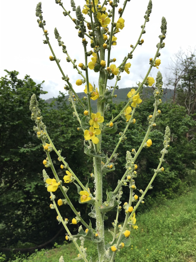 I fiori chì piacenu à l'ape