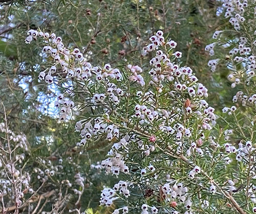 I fiori chì piacenu à l'ape