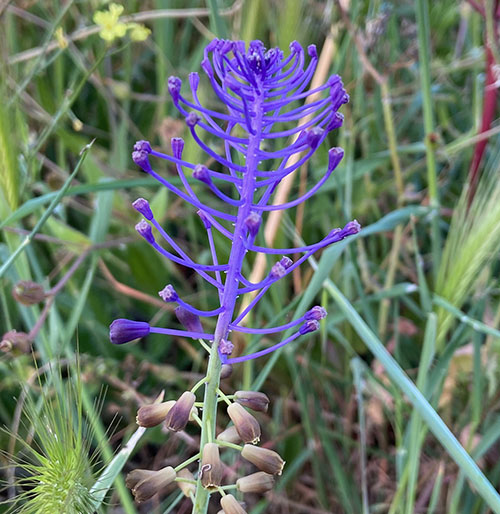 I fiori chì piacenu à l'ape