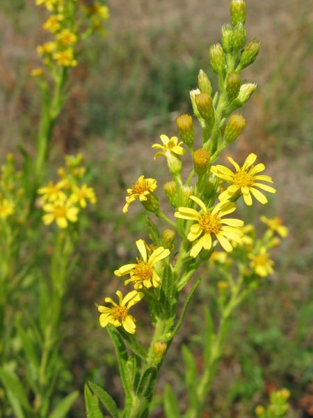 I fiori chì piacenu à l'ape