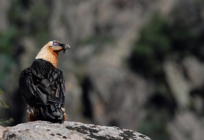 L'animali nustrali in perìculu L'animali nustrali in perìculu