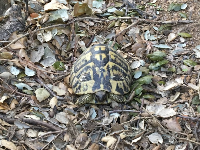 L'animali nustrali in perìculu