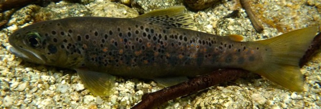 L'animali nustrali in perìculu L'animali nustrali in perìculu