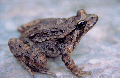 L'animali nustrali in perìculu L'animali nustrali in perìculu