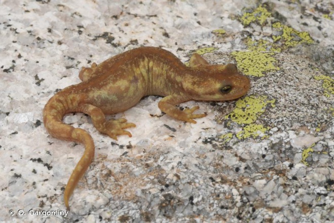 L'animali nustrali in perìculu L'animali nustrali in perìculu