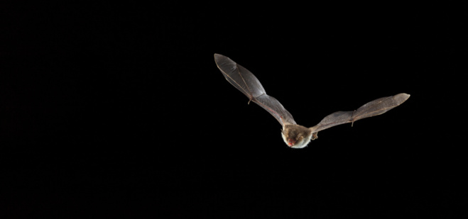 L'animali nustrali in perìculu L'animali nustrali in perìculu