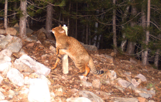 L'animali nustrali in perìculu L'animali nustrali in perìculu