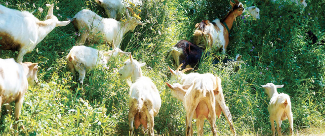 Ottanta suluzioni contr’à u riscaldamentu glubale Ottanta suluzioni contr’à u riscaldamentu glubale