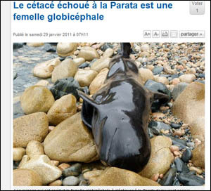 Balena morta in Aiacciu : avia anch'ella manghjatu à u Quick ? Balena morta in Aiacciu : avia anch'ella manghjatu à u Quick ?