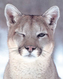 Hè mortu l'ultimu cougar Hè mortu l'ultimu cougar