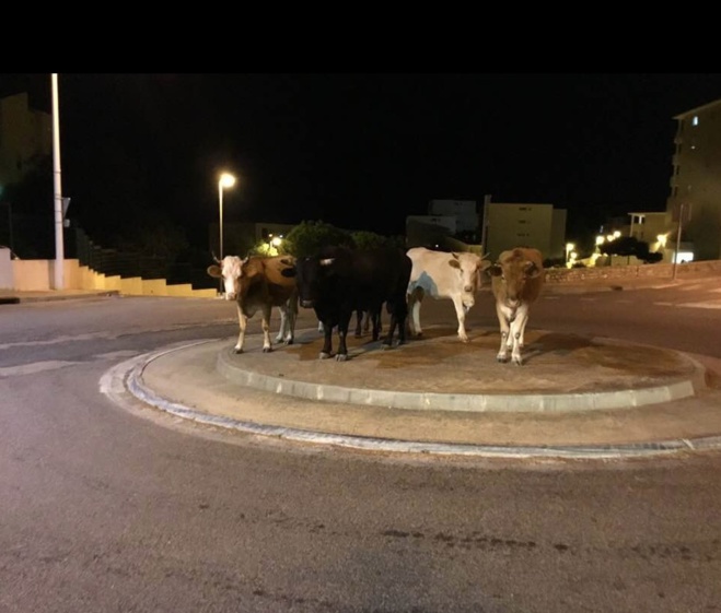 Chì avvene pè i nostri ronds-points ? Chì avvene pè i nostri ronds-points ?