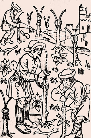 Punera è insitera di castagni à u XIVu seculu, Pietro de' Crescenzi, Wikimedia Commons