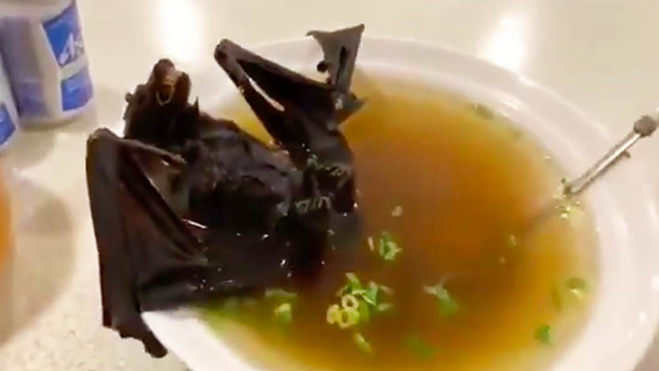 Ma cumu si dice "chauve-souris" in corsu ? Ma cumu si dice "chauve-souris" in corsu ?