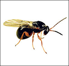 Mancu più castagne ! Mancu più castagne !