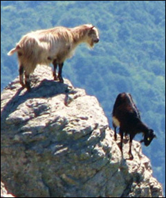 Ci vole à salvà e capre corse (è ùn hè micca una magagna)